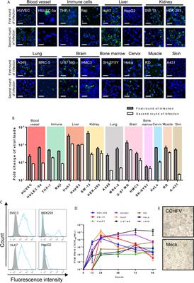 Differential Cell Line Susceptibility to Crimean-Congo Hemorrhagic Fever Virus